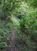 Maunawili Demonstration Trail Waimanalo side